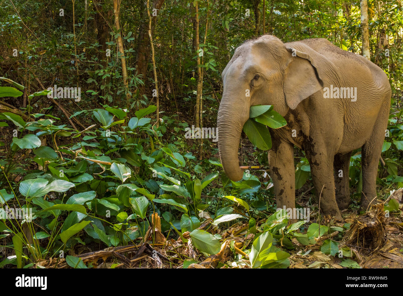 Elephant eating banana hires stock photography and images Alamy