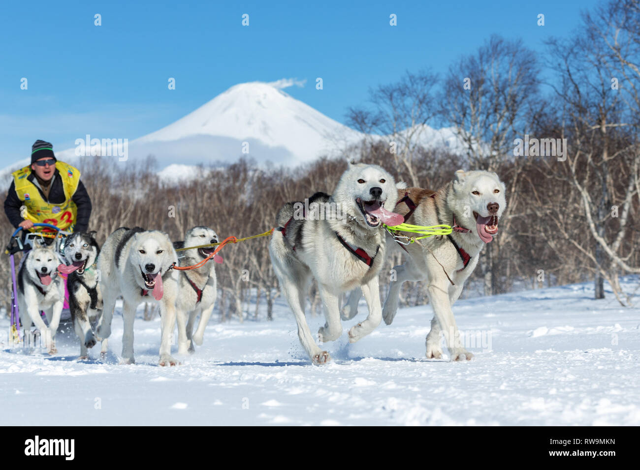 Team Racing Beringa Kamchatka Sled Dog Racing Beringia, Russian Cup of Dog Sled Race (snow ...