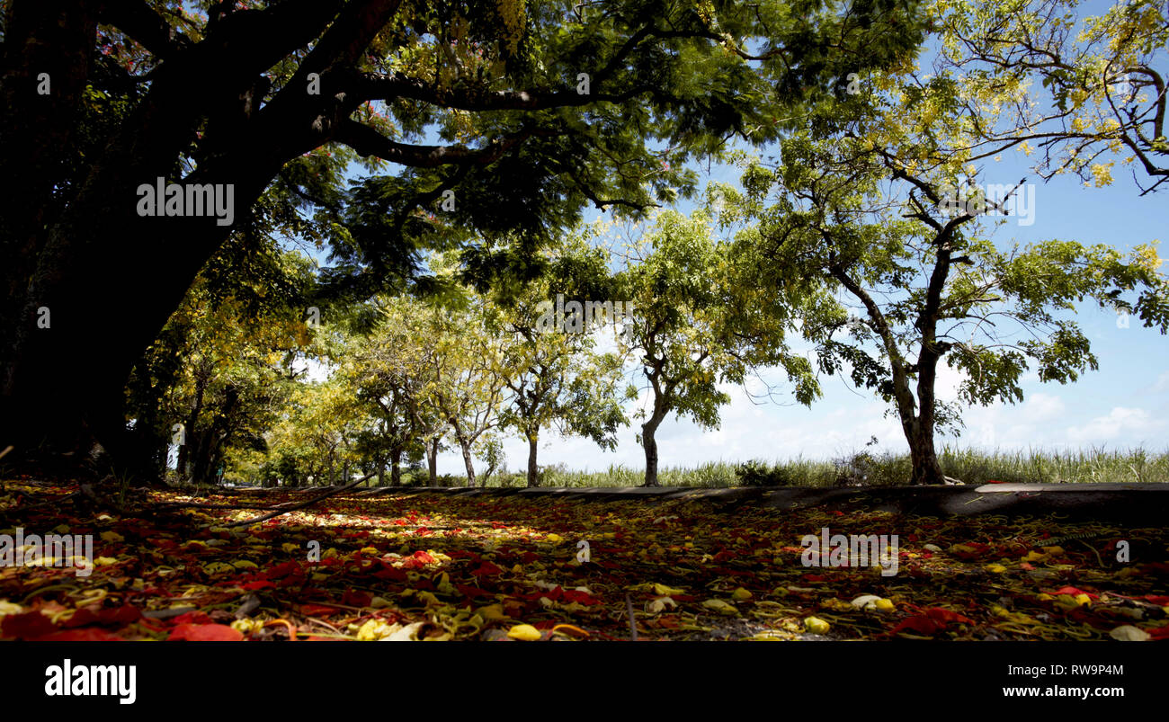 Flamboyant, Le flamboyant - Delonix regia : un arbre à floraison rouge spectaculaire. Originaire de Madagascar Stock Photo