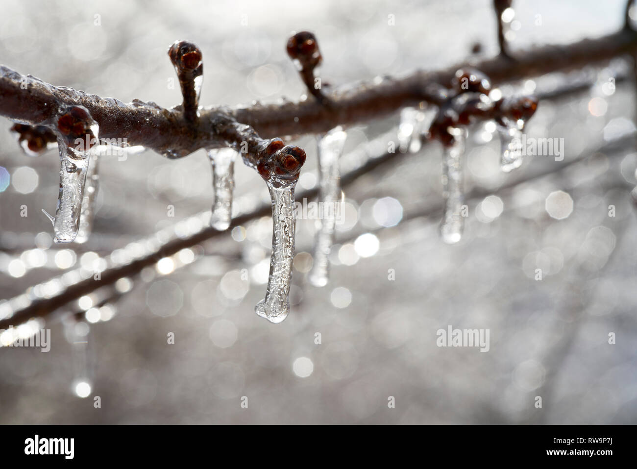 Freezing Rain Trees High Resolution Stock Photography and Images - Alamy