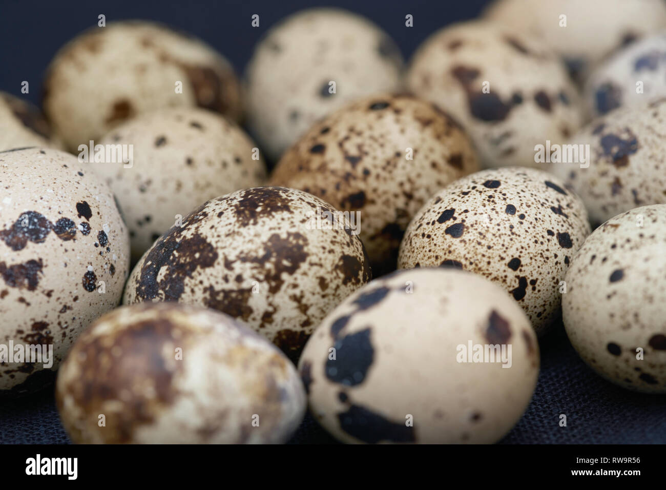 Close-up view on the Quail eggs Stock Photo