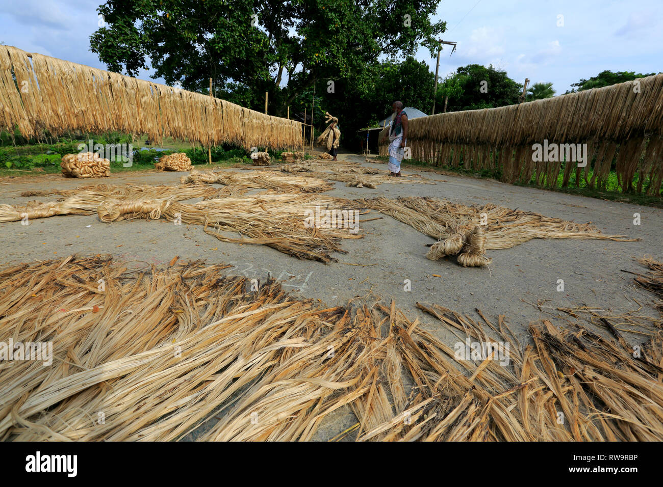 Farmer drying jute fibers on the roadside in Faridpur, Bangladesh Stock