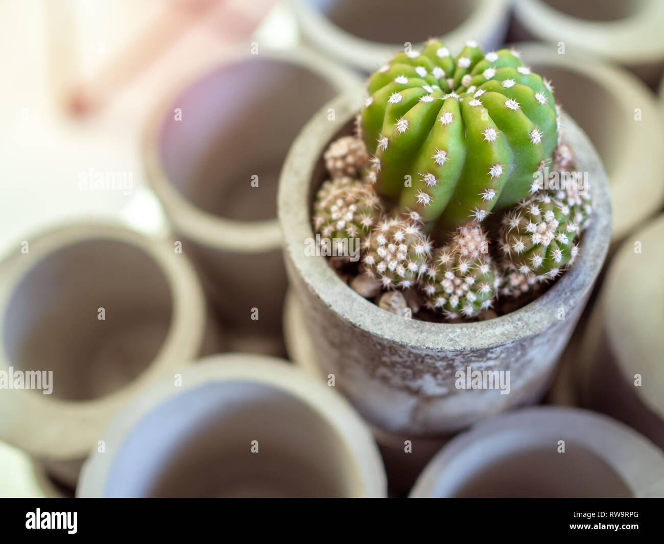 Cactus pot side view hi-res stock photography and images - Alamy