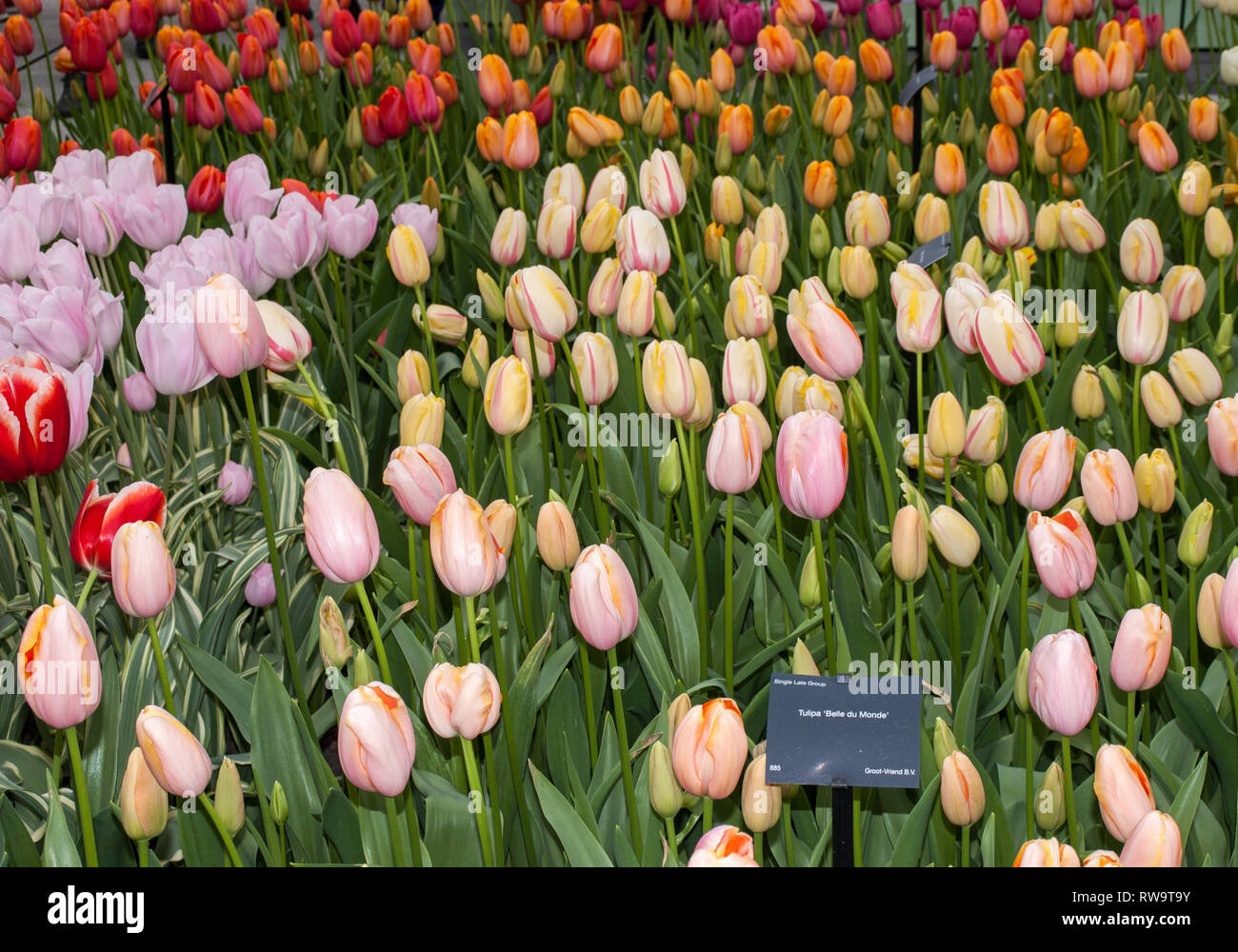 colorful tulips flowers blooming in a garden Stock Photo - Alamy