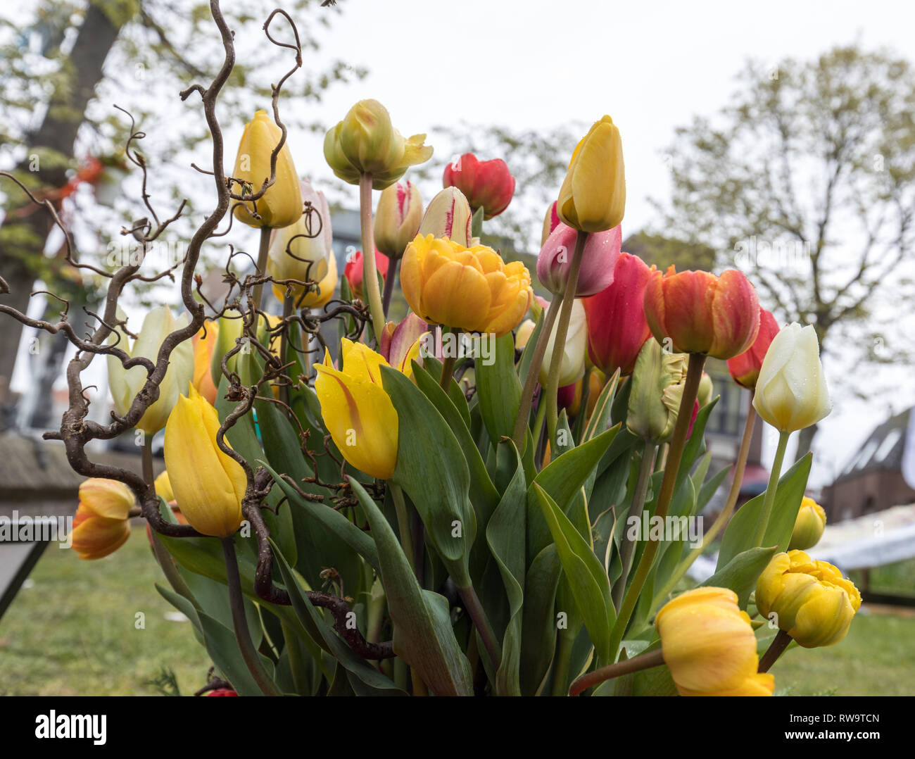 colorful bouquet of fresh tulip flowers in garden Stock Photo - Alamy
