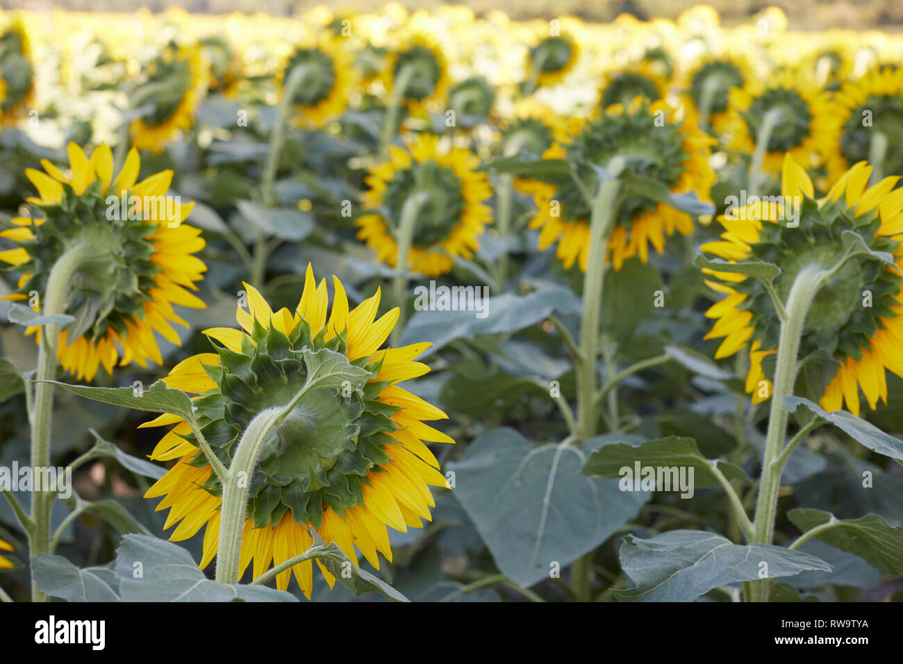 Sunflowers, backs of Stock Photo