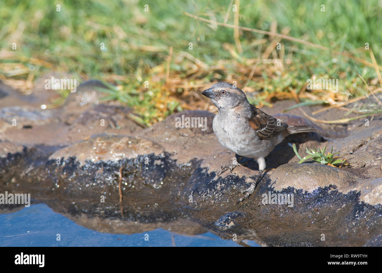 Female rufous sparrow (Passer rufocinctus) at drinking pool Stock Photo