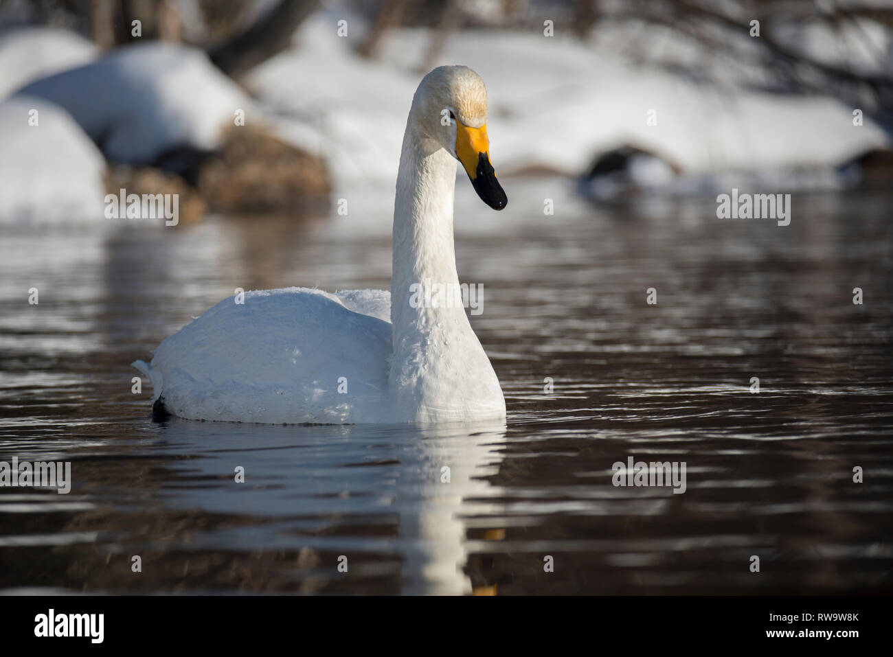 Whooper swan (Cygnus cygnus) in Muonio, Finland Stock Photo