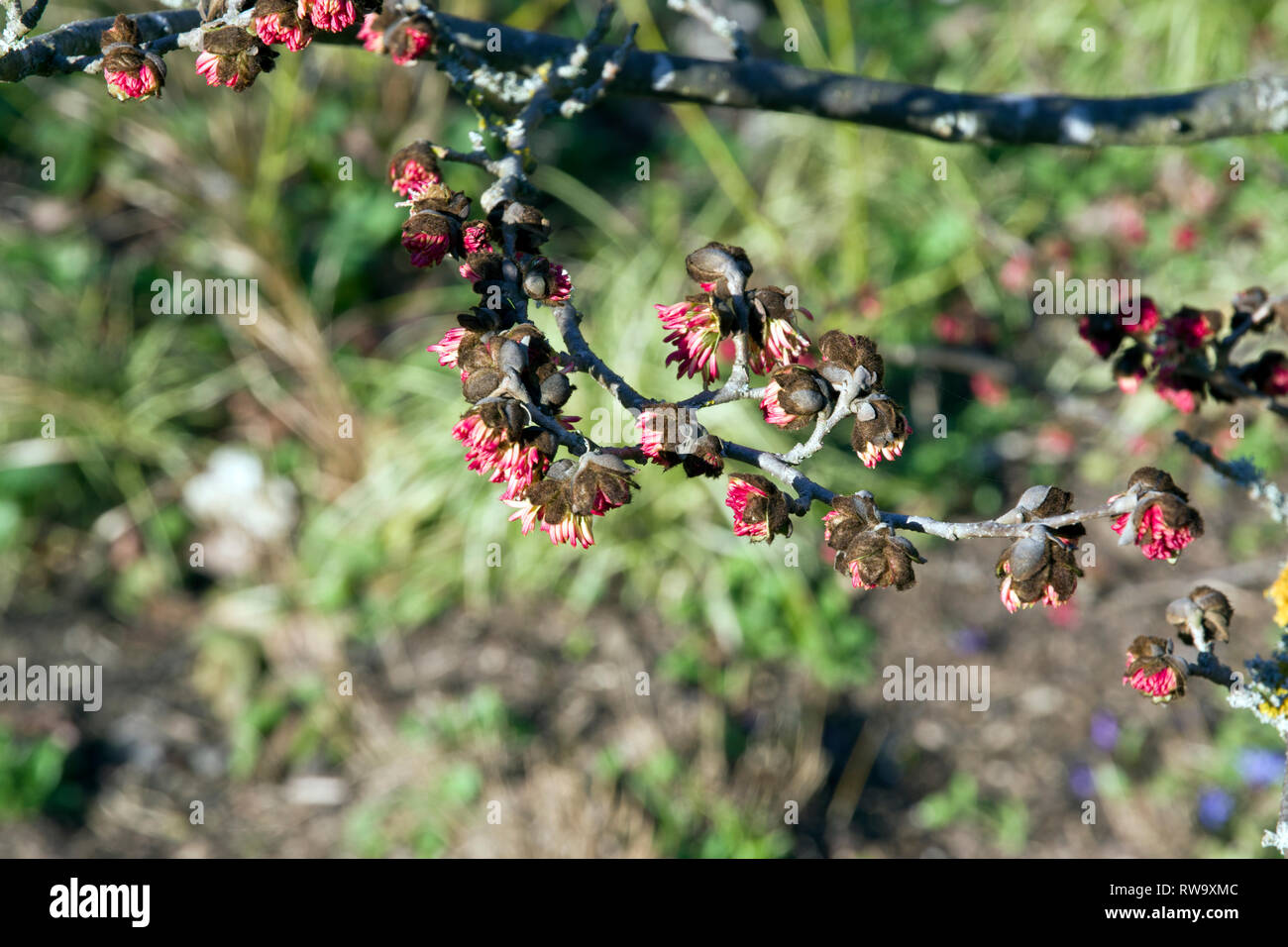 Parrotia persica Stock Photo