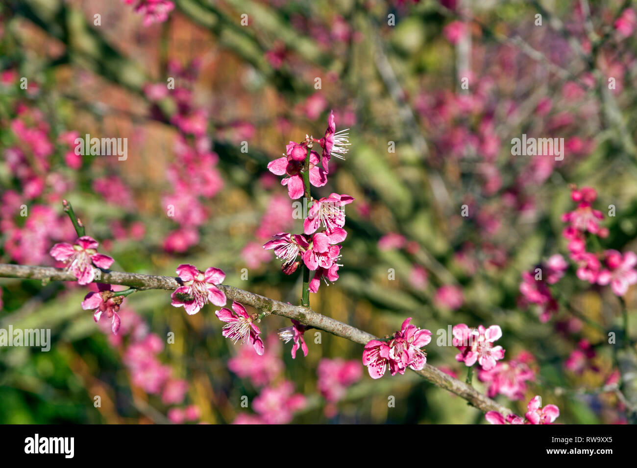 Prunus mume 'Beni-chidori' Stock Photo