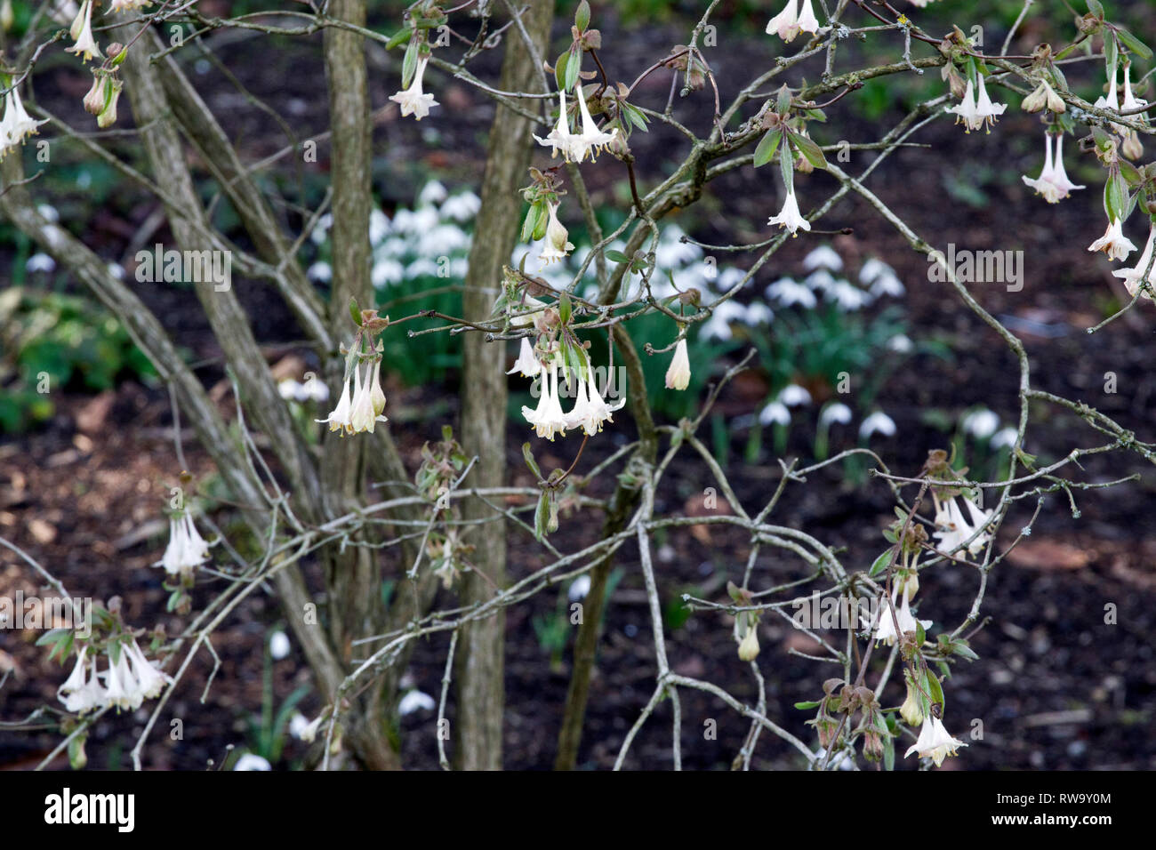 Lonicera elisae hi-res stock photography and images - Alamy