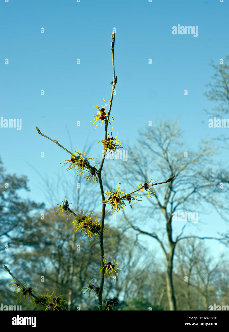 Hamamelis × intermedia 'Bernstein' Stock Photo