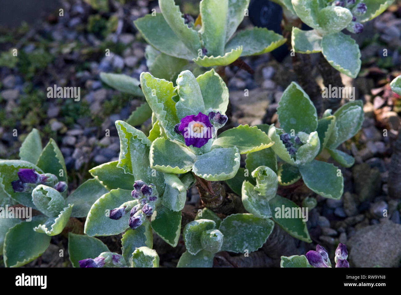 Primula marginata Rheiniana Stock Photo