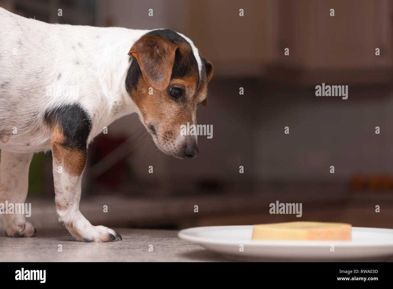 One dog stands as a thief on the table - jack russell terrier Stock Photo