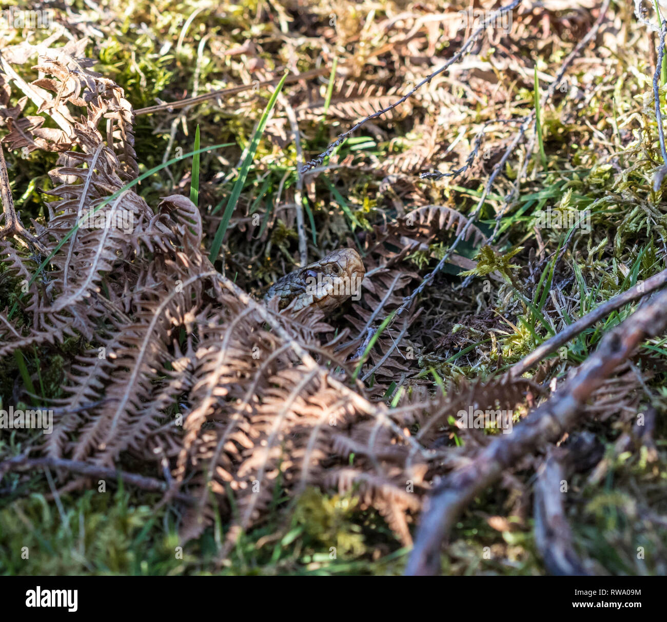 Adder (Vipera Berus) Emerging from its Hibernation Site, North Pennines, England, UK Stock Photo
