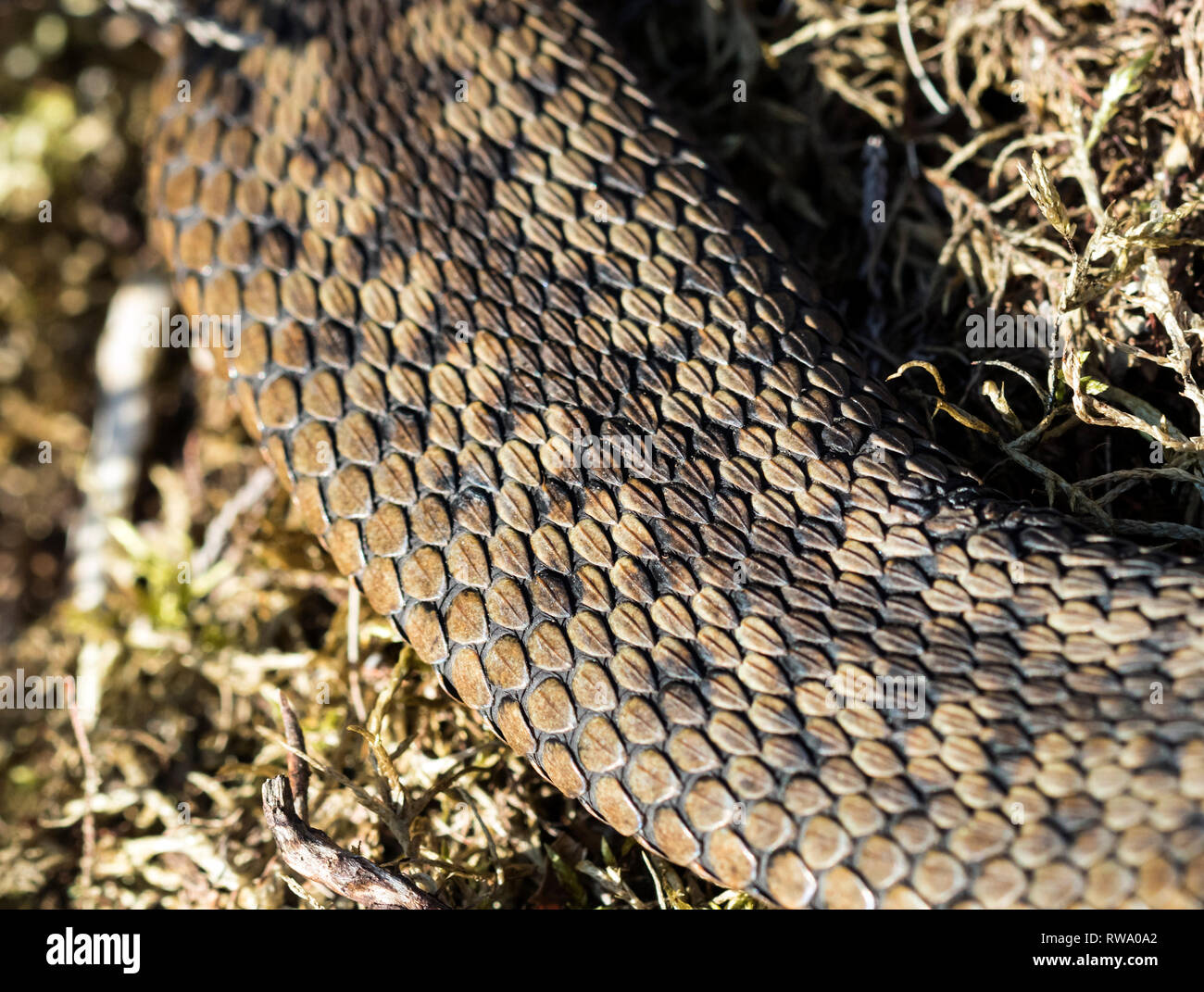 Close Up View of the Skin of a Basking Adder Vipera Berus, Teesdale North Pennines, County Durham, UK Stock Photo