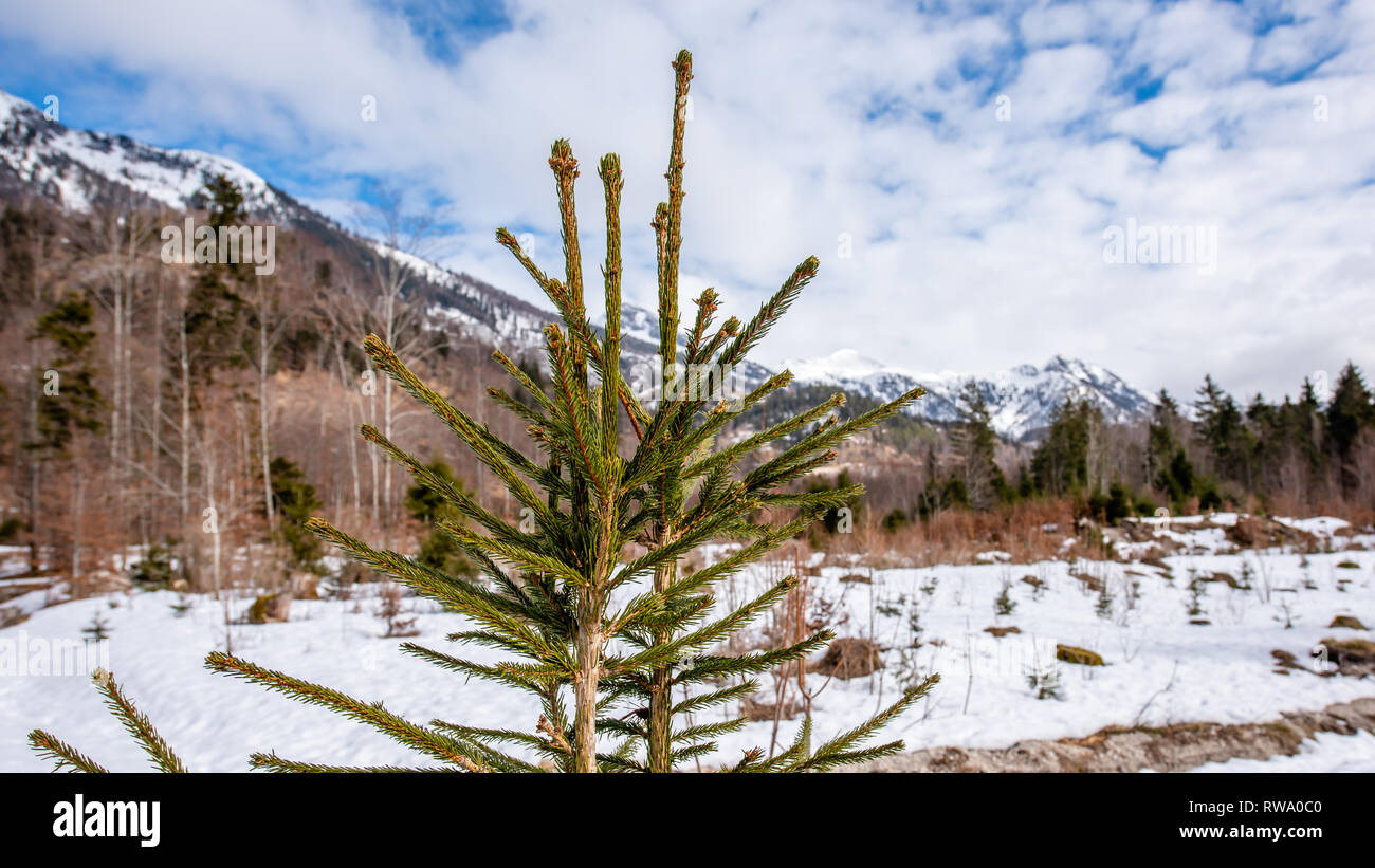 Beautiful Pine trees stand in the clean Alpine mountain air in the Austrian Salzkammergut with snowcapped mountains in the distance Stock Photo