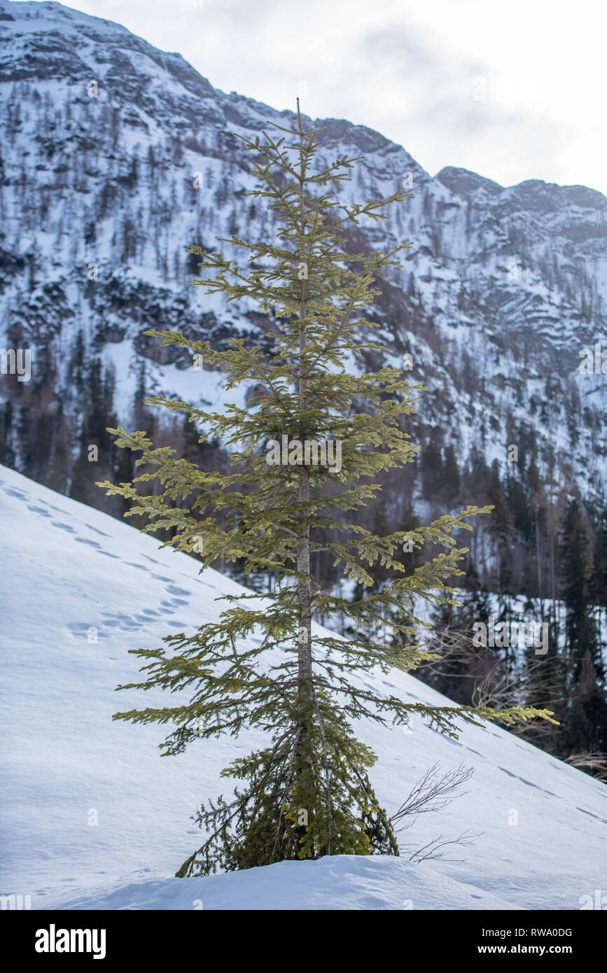 Beautiful Pine trees stand in the clean Alpine mountain air in the Austrian Salzkammergut with snowcapped mountains in the distance Stock Photo