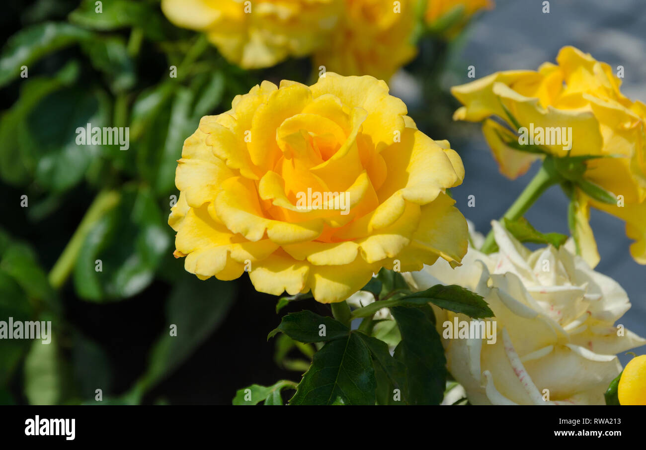 fragrant yellow rose flower with green leaves, beautiful summer garden