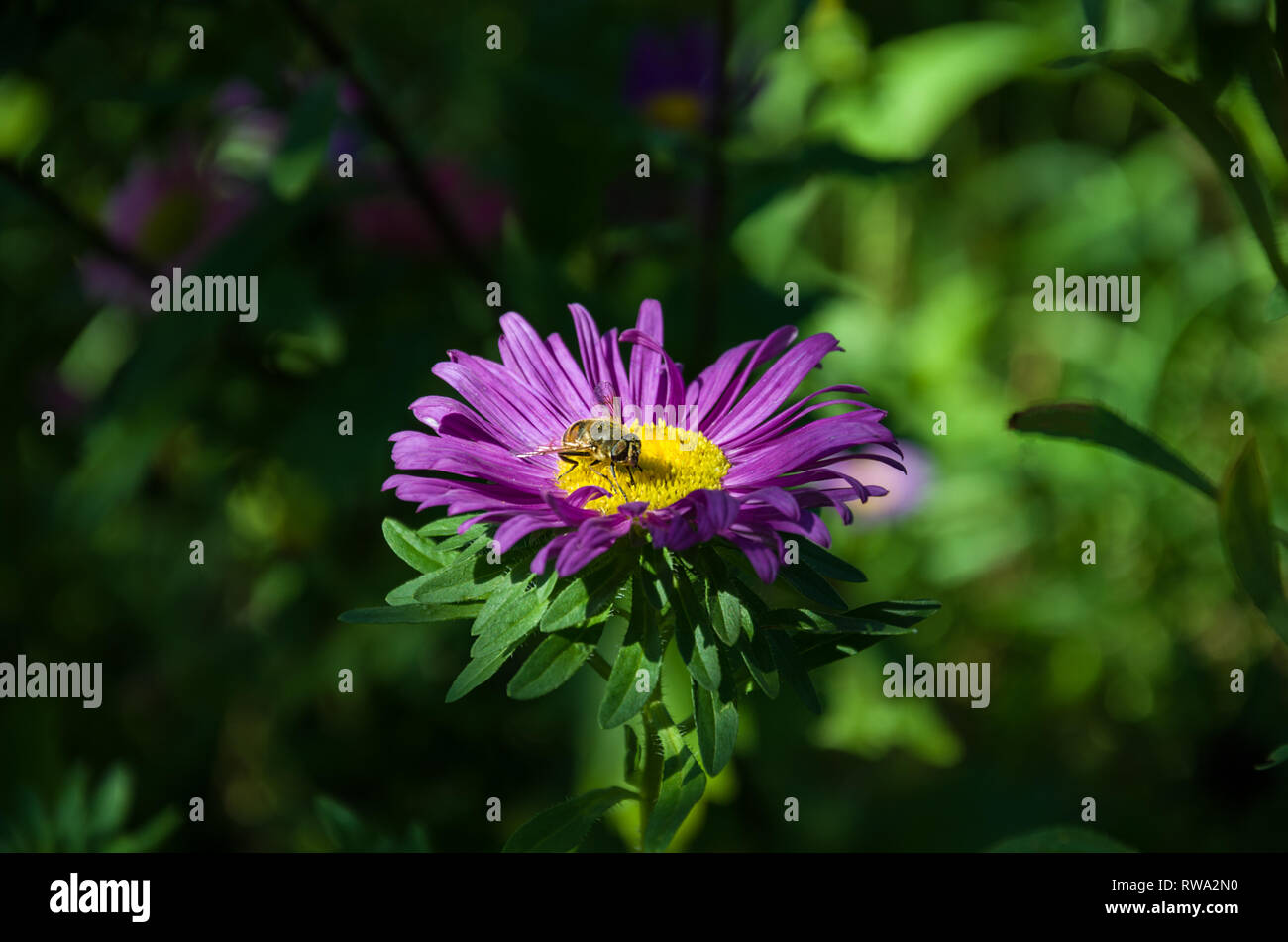 bee on a beautiful flower with beautiful blue aster petals on a green background Stock Photo