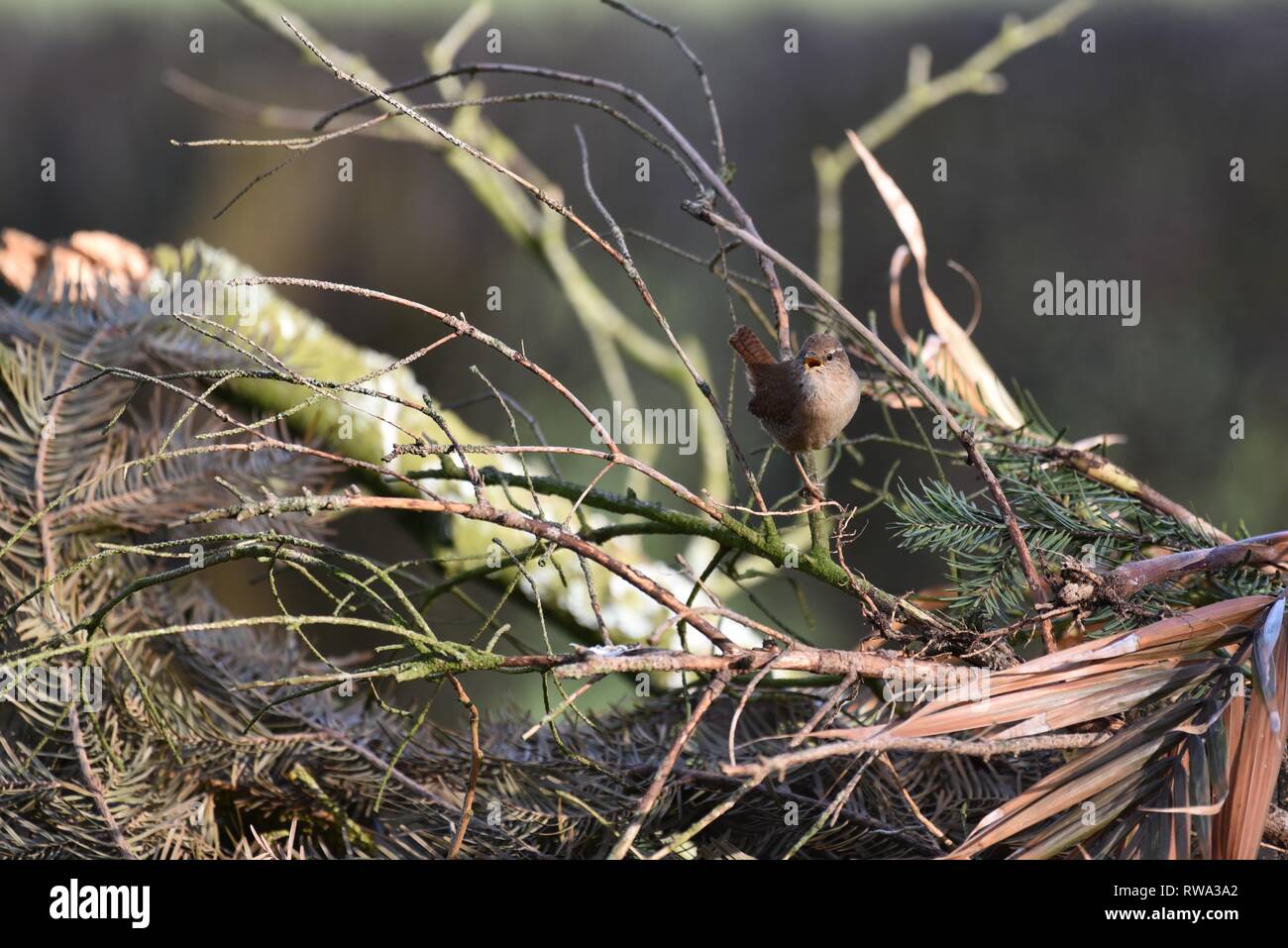Wren (Troglodytes Troglodytes): a single Wren atop a unlit garden bonfire Stock Photo