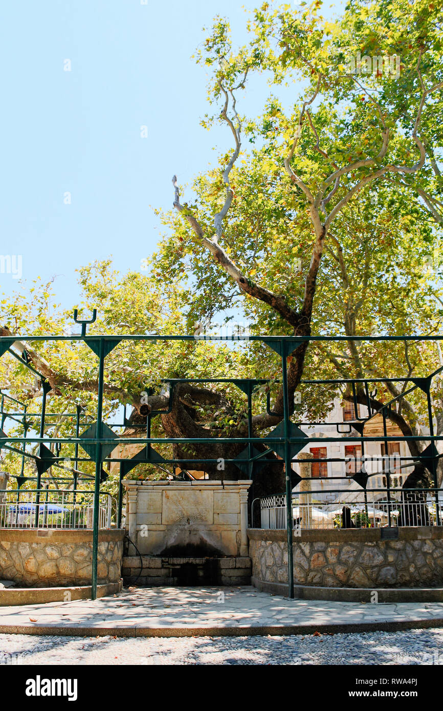 Tree of Hippocrates in Kos island, Greece Stock Photo