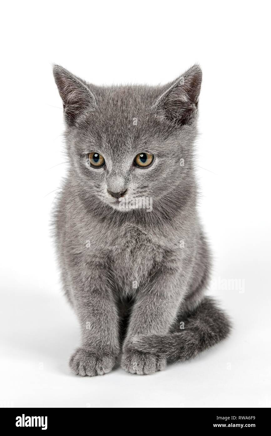 Breedcat Russian Blue (Felis silvestris catus), 8 weeks, kitten, kitten, studio shot, Germany Stock Photo