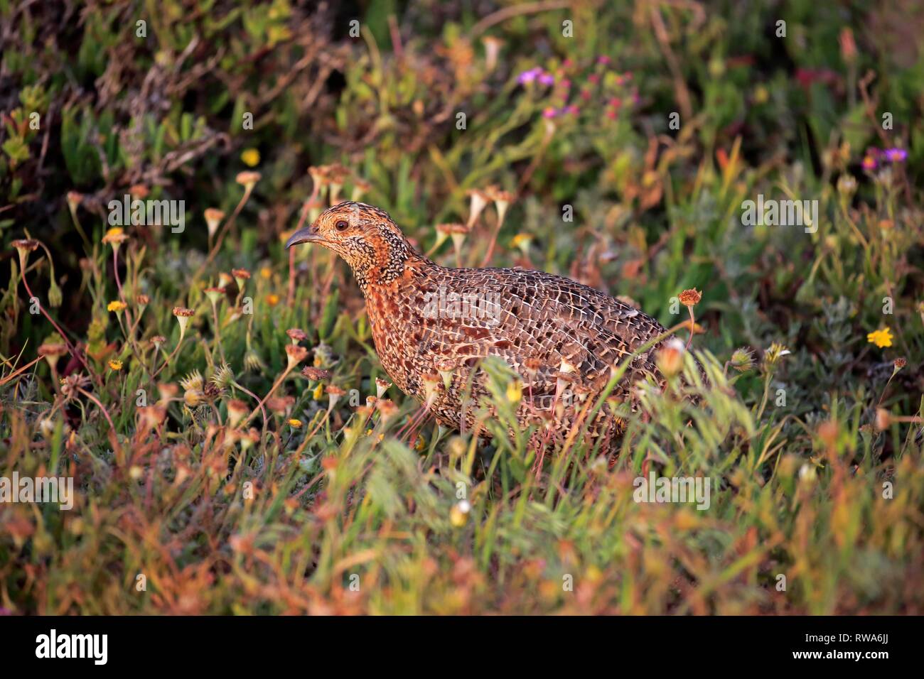 Grey-winged francolin (Francolinus africanus), adult, watchful, West Coast National Park, Western Cape, South Africa Stock Photo