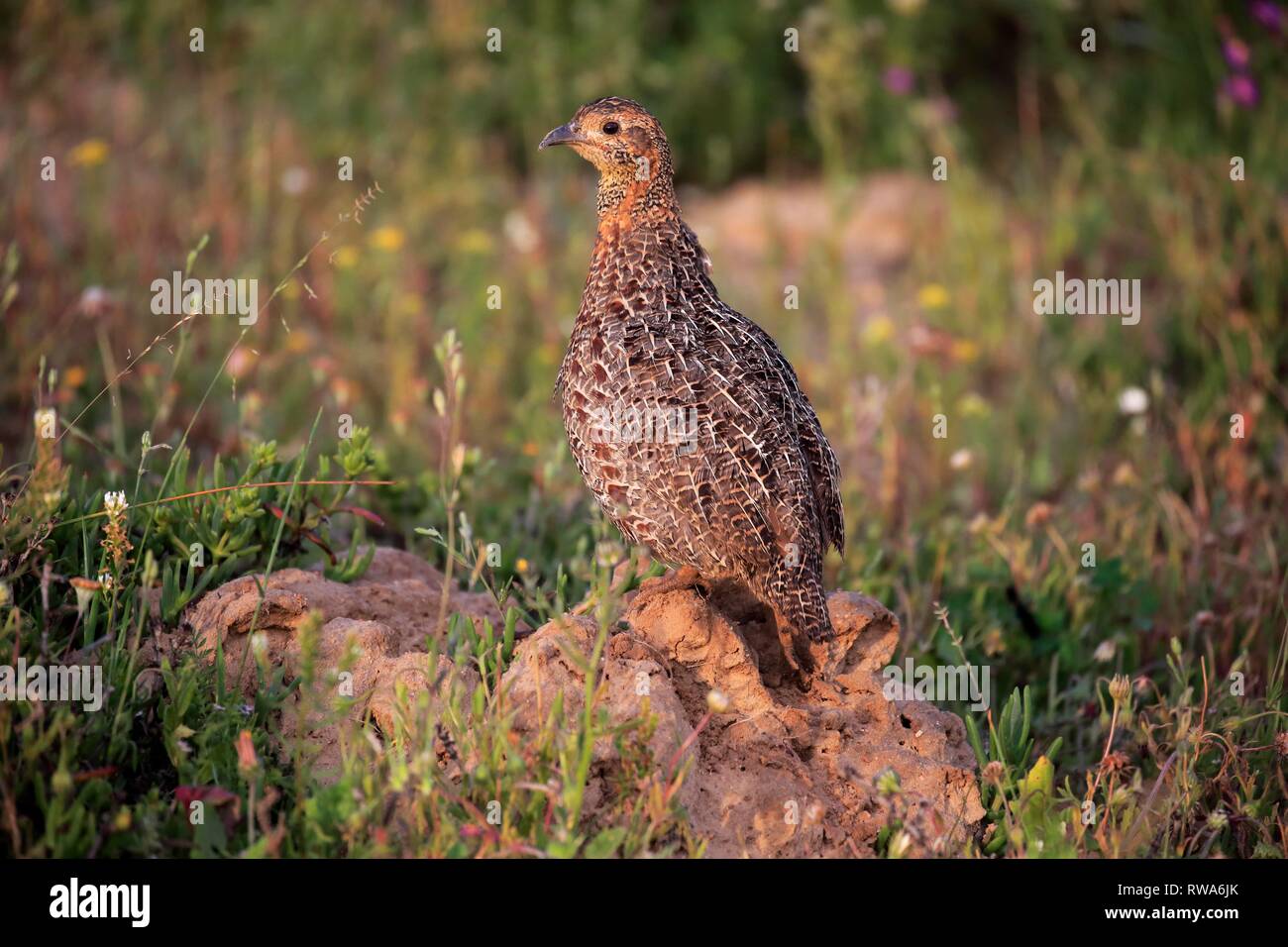 Grey-winged francolin (Francolinus africanus), adult, watchful, West Coast National Park, Western Cape, South Africa Stock Photo