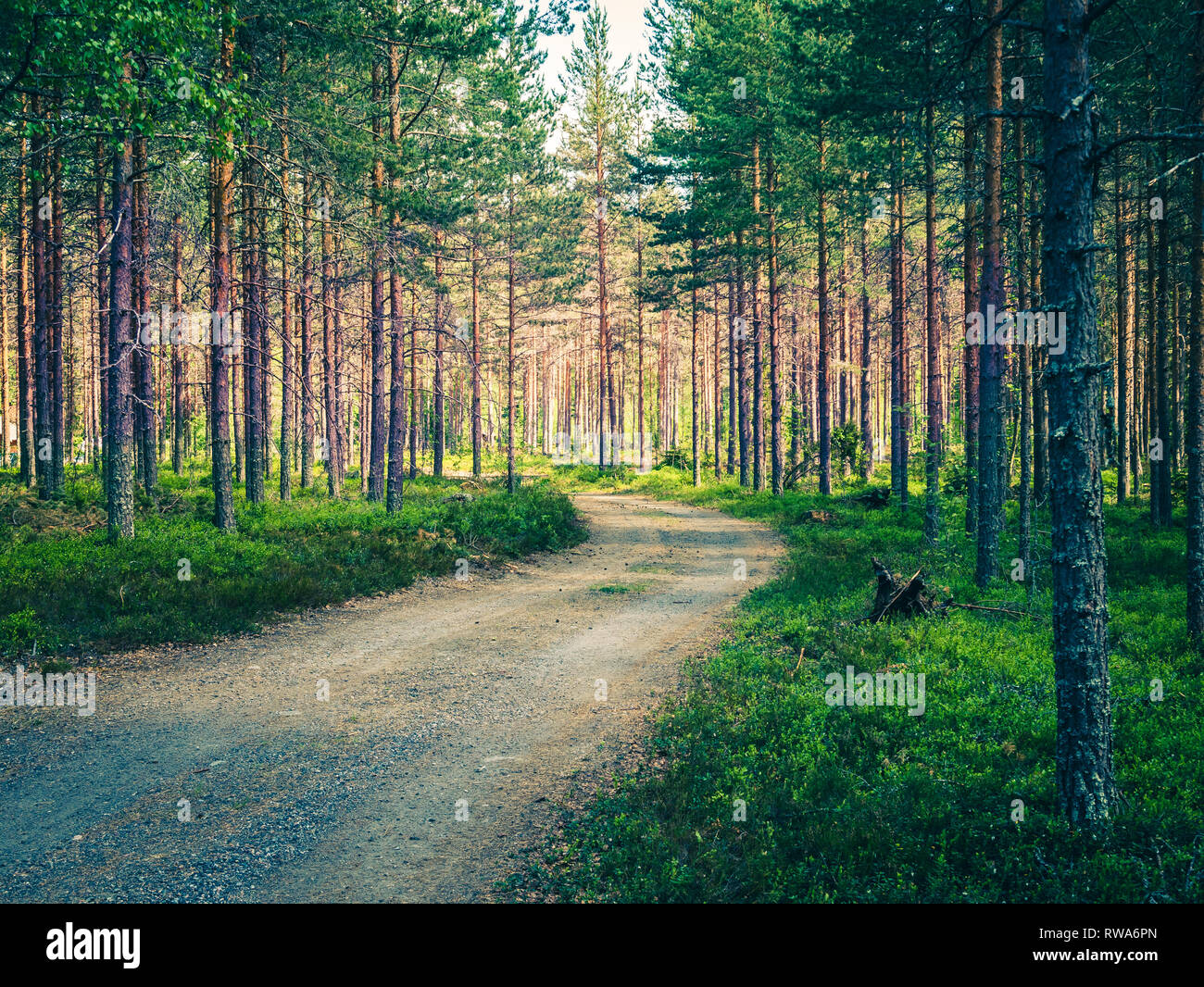 Pine tree forest in Sweden. Mystical lightning and pathway in the woods. Stock Photo