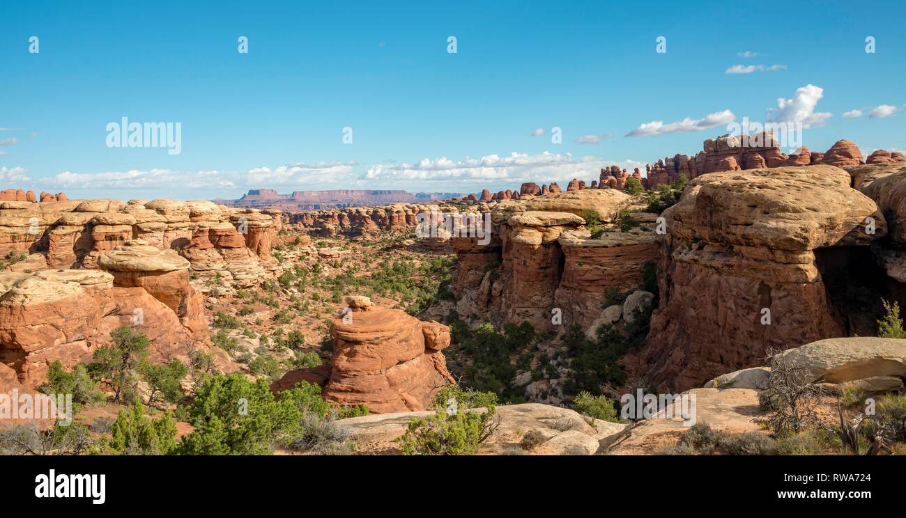 Canyon, pinnacles, plateau, rock formations The Needles District, Canyonlands National Park, Utah, USA Stock Photo