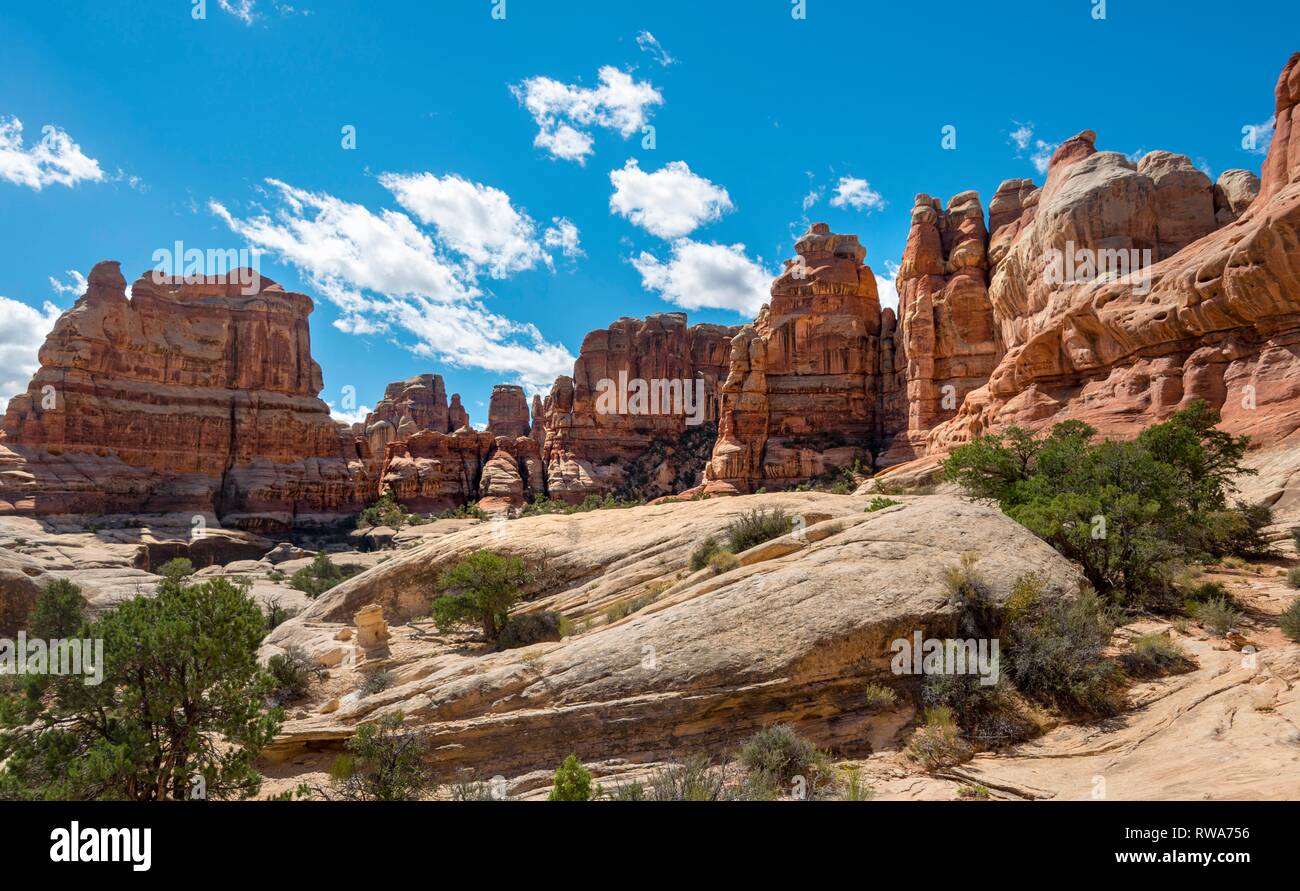 Canyon, rock needles, rock plateau, rock formations, The Needles District, Canyonlands National Park, Utah, USA Stock Photo