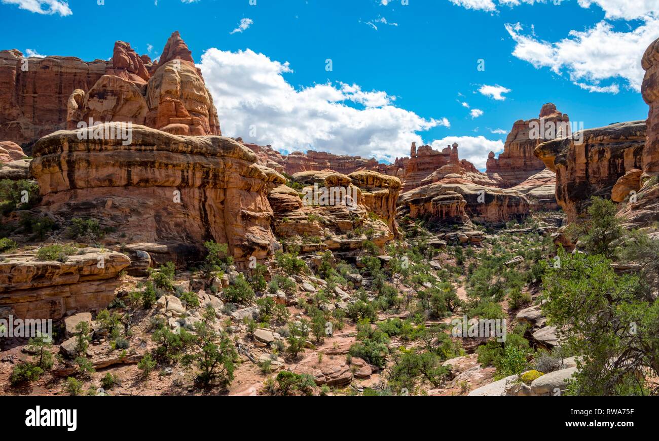 Canyon, rock needles, rock plateau, rock formations, The Needles District, Canyonlands National Park, Utah, USA Stock Photo