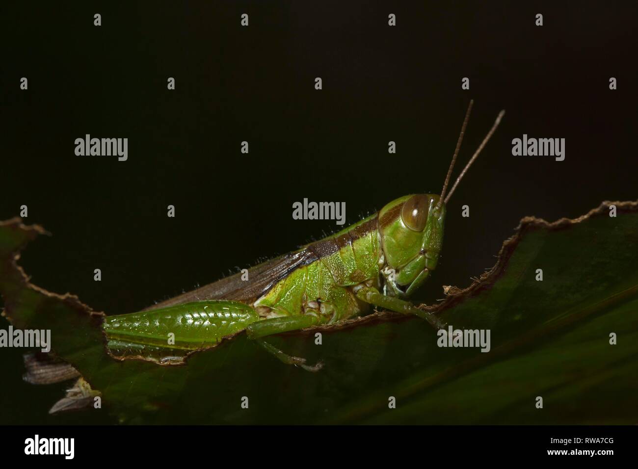 Slant-faced grasshopper (Gomphocerinae) sits on pitted leaf, Thailand Stock Photo