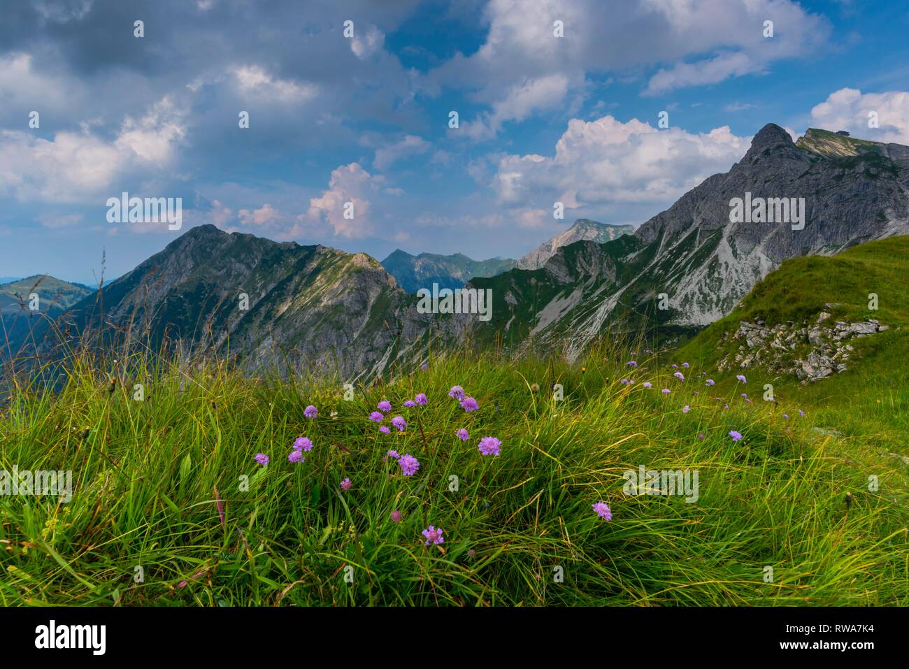 Armeria alpina (Armeria alpina) in front of mountain range, Allgäu Alps, Allgäu, Bavaria, Germany Stock Photo