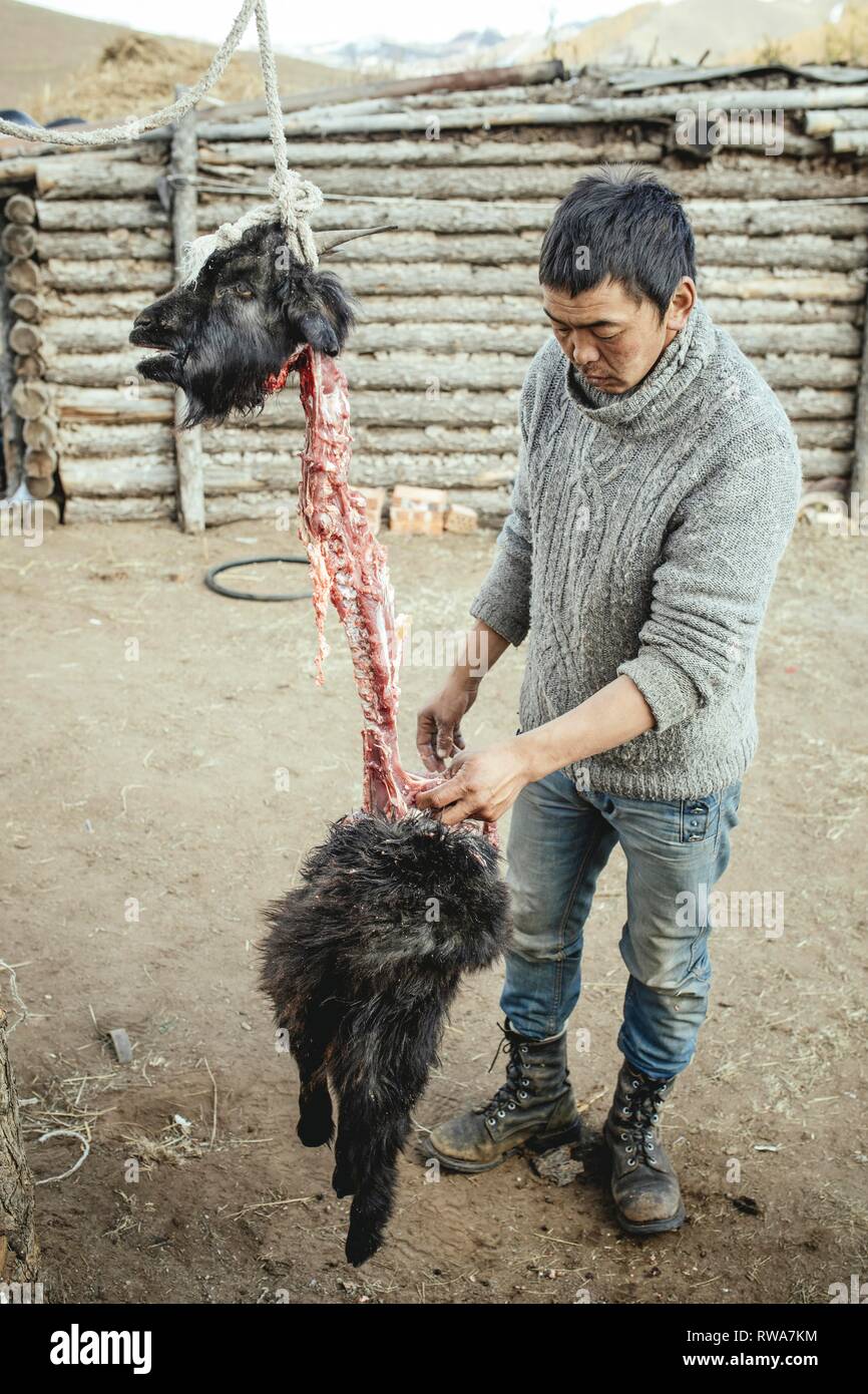 Traditional cooking of a goat with hot stones in its belly, Mongolian cooking method Boodog, Töw-Aimag, Mongolia Stock Photo