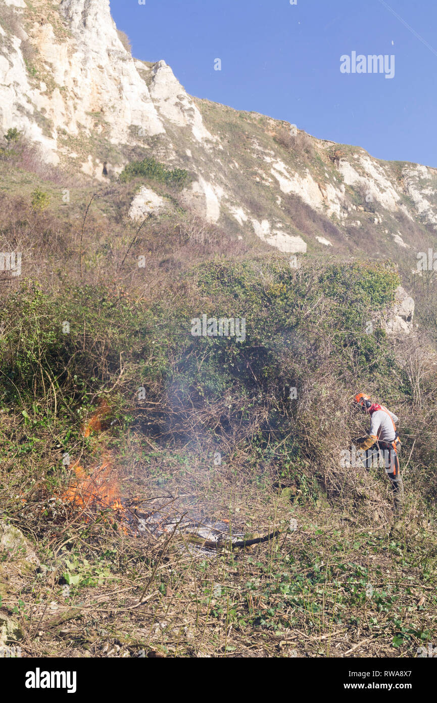 Nature conservation work for Natural England on the Axmouth to Lyme Regis undercliffs. Removing invasive buddleia to create opportunity for native spe Stock Photo