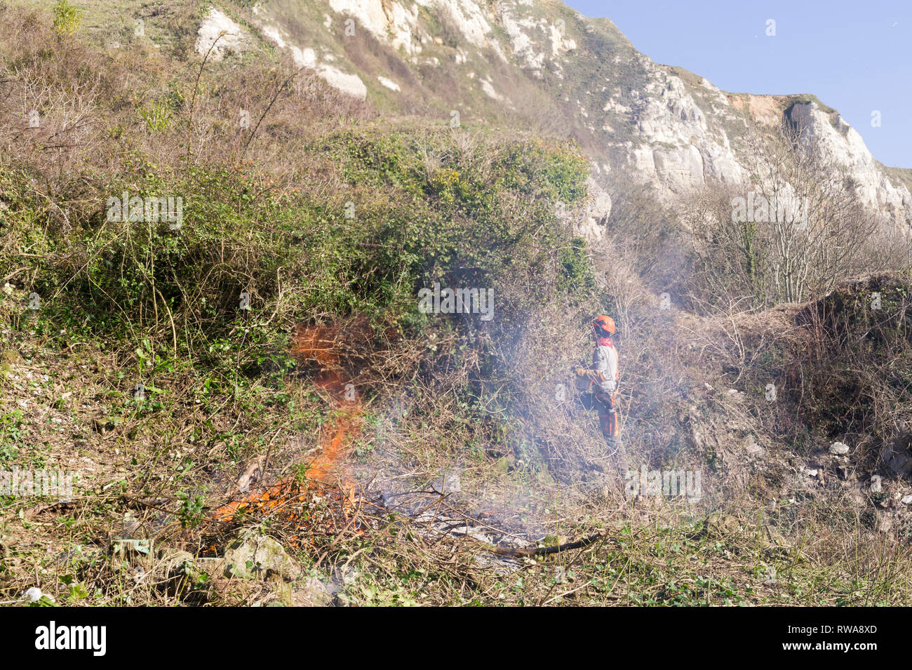 Nature conservation work for Natural England on the Axmouth to Lyme Regis undercliffs. Removing invasive buddleia to create opportunity for native spe Stock Photo