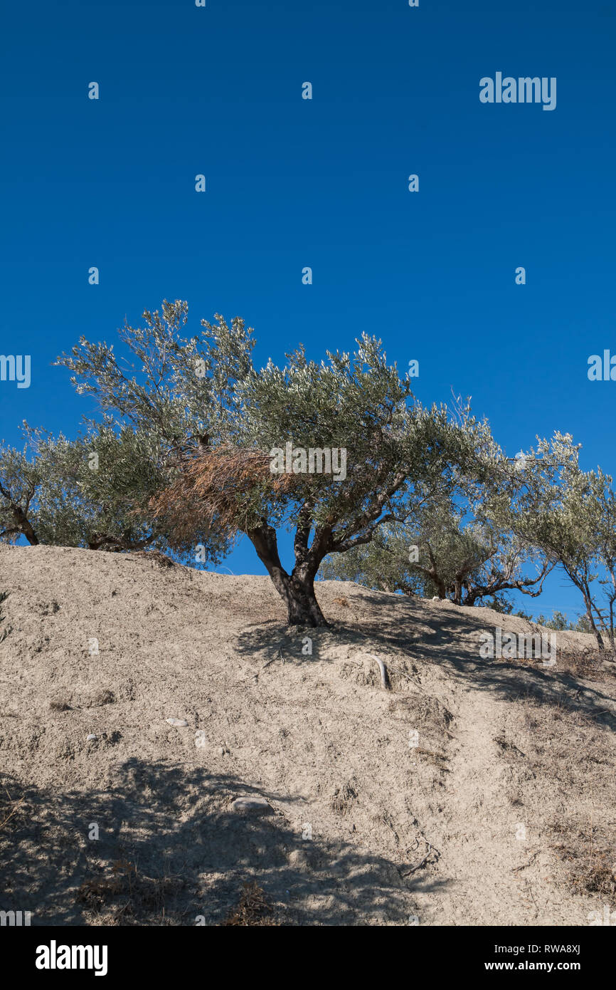 Light sandy color of the dry soil in the autumn. Olive tree on a 