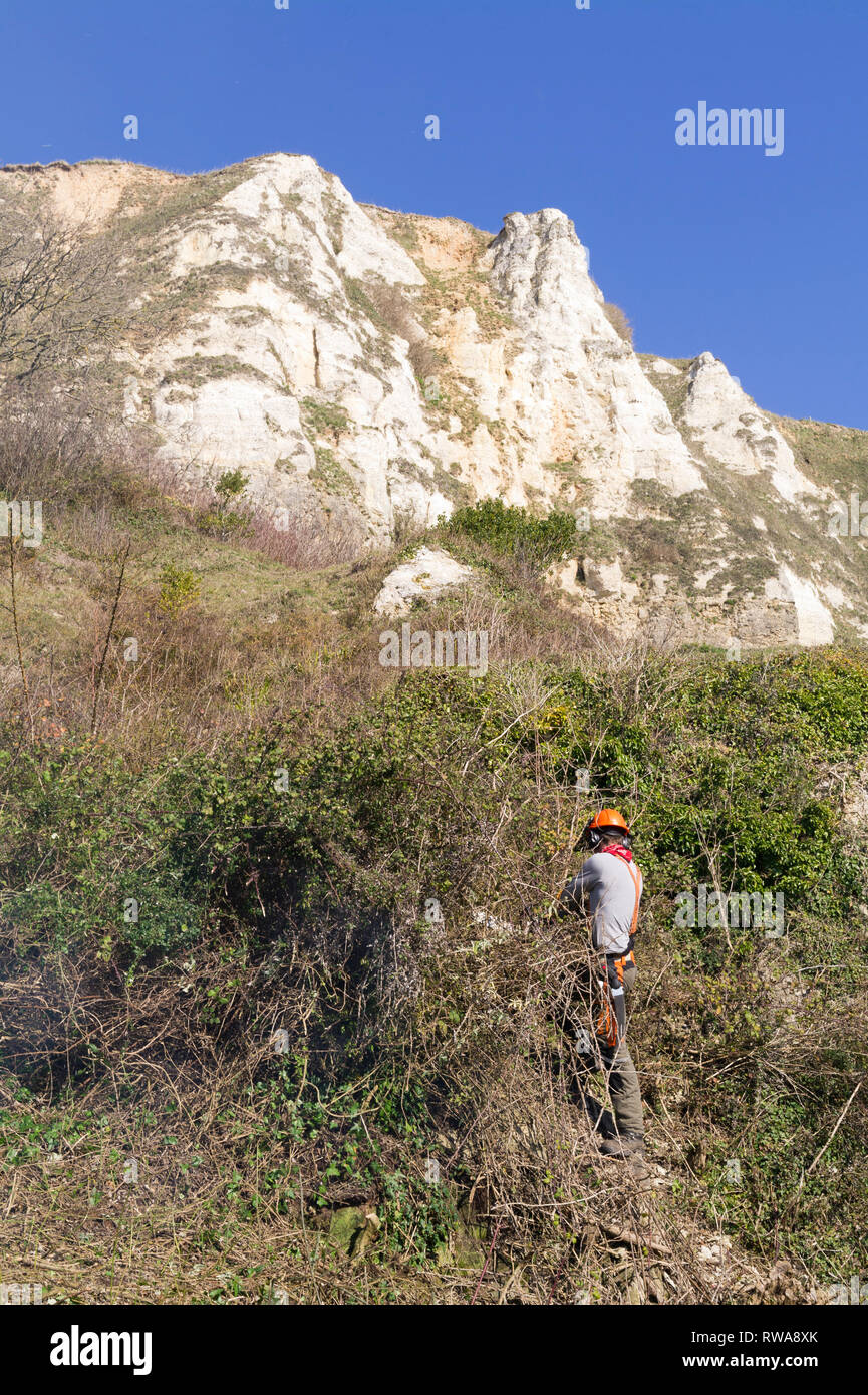 Nature conservation work for Natural England on the Axmouth to Lyme Regis undercliffs. Removing invasive buddleia to create opportunity for native spe Stock Photo