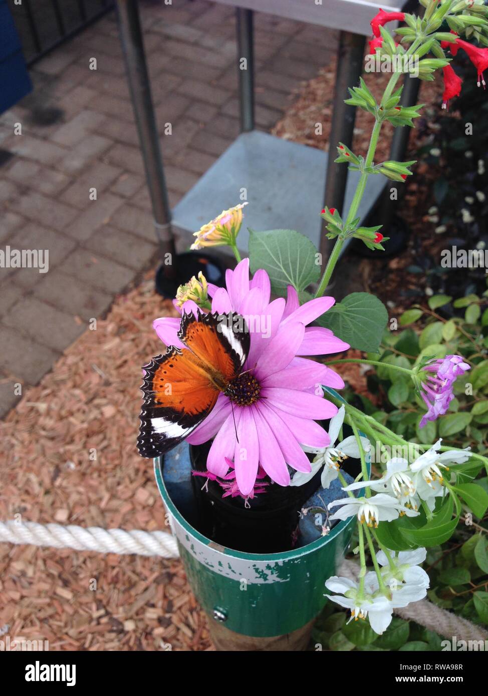 Butterfly On Flower Coffs Harbour Stock Photo Alamy