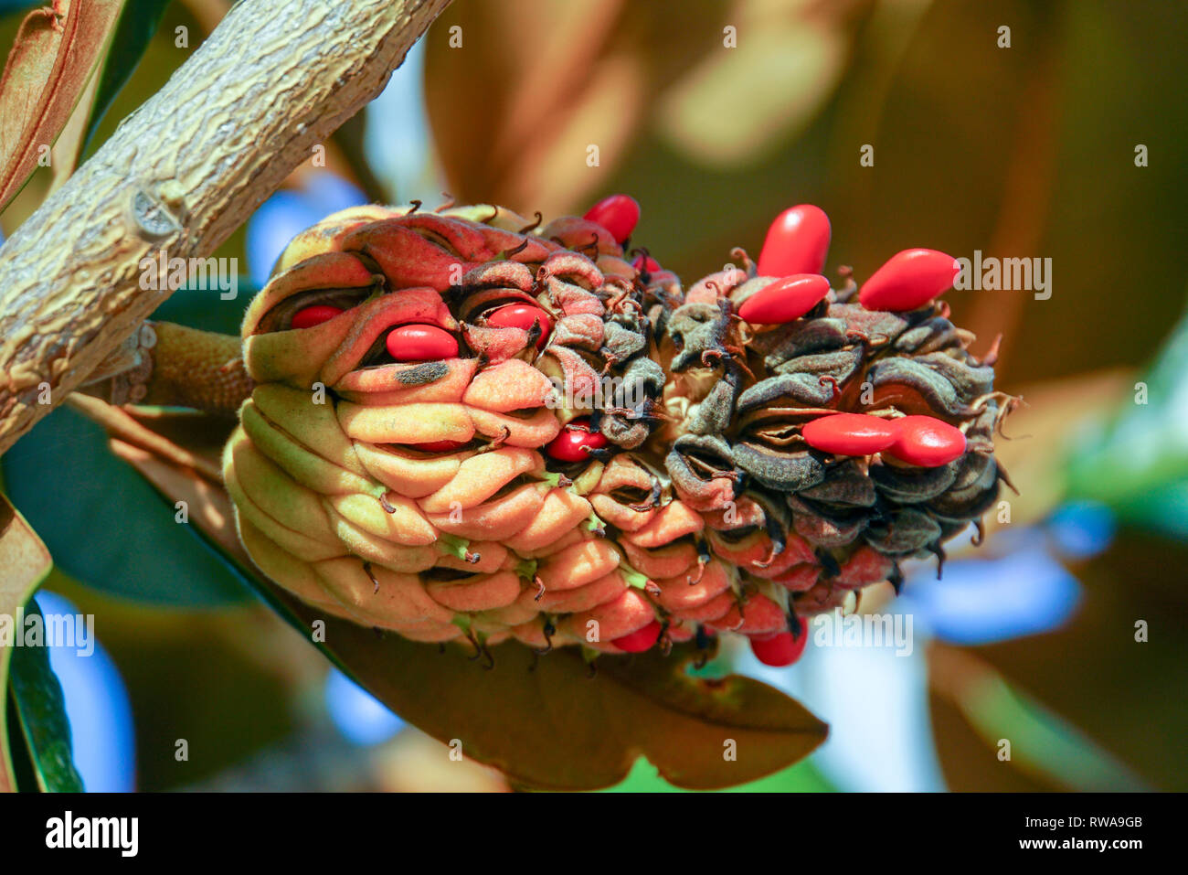 Orange Seed Pod High Resolution Stock Photography and Images Alamy
