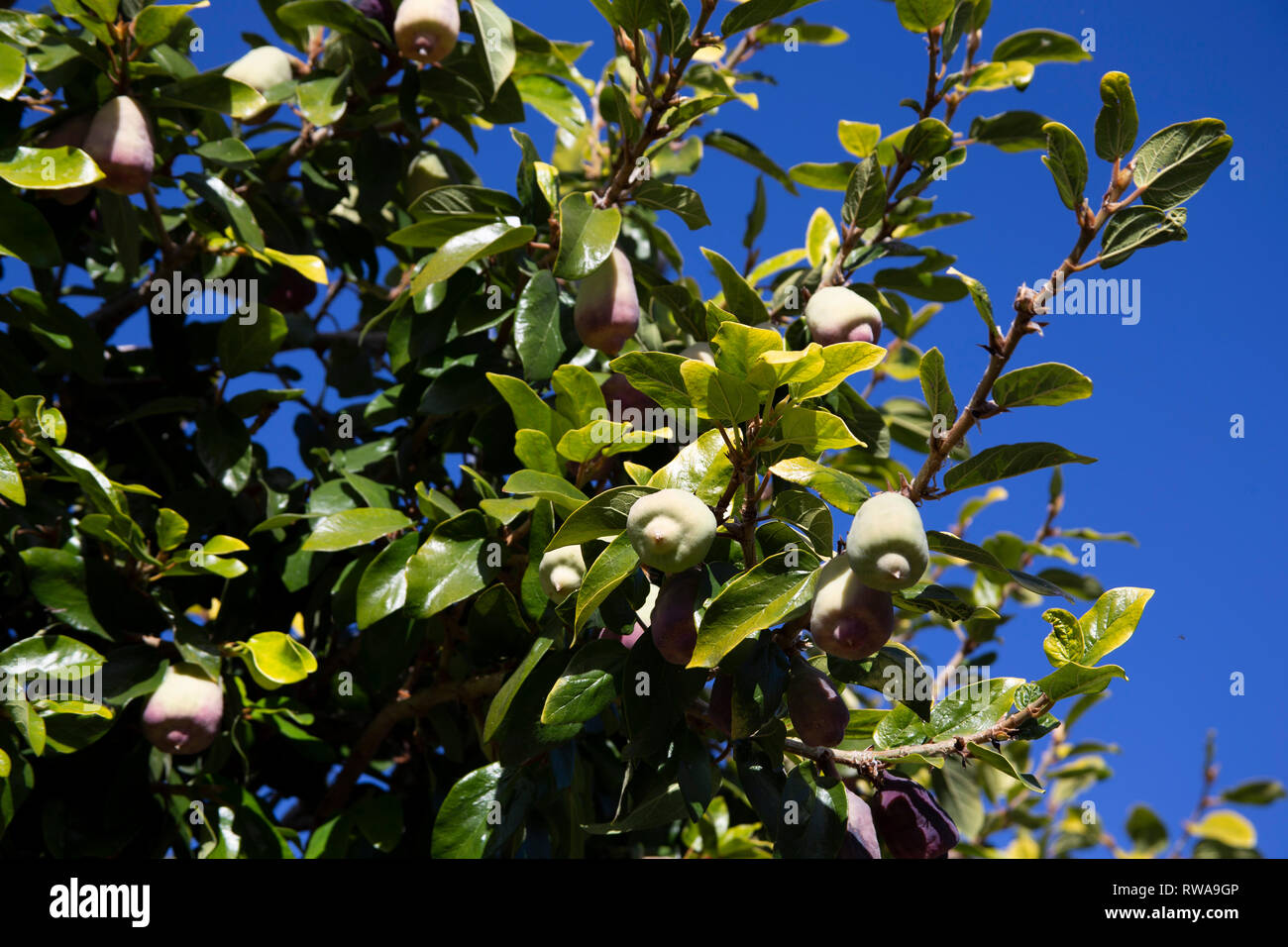 Fig tree and blue sky hi-res stock photography and images - Alamy
