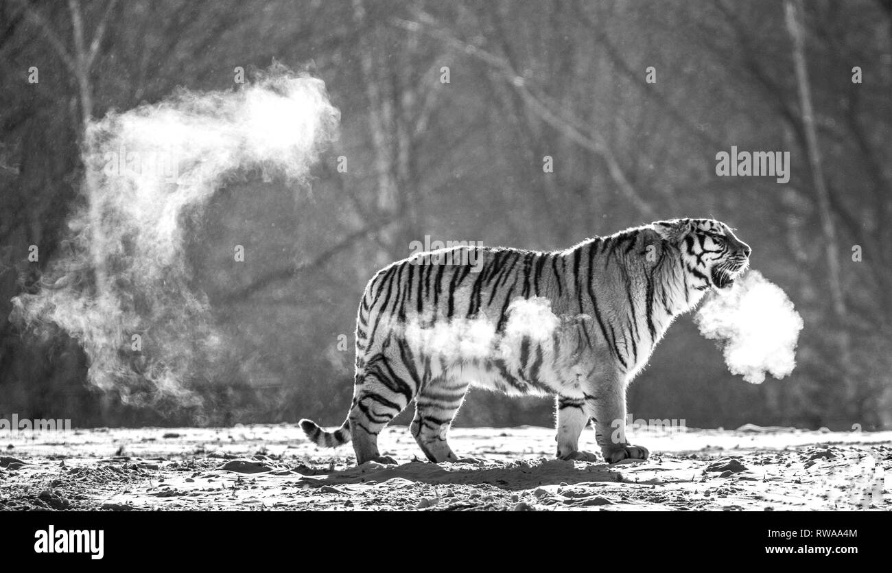 Siberian tiger walks in a snowy glade in a cloud of steam in a hard frost. Black and white. Very unusual image. China. Harbin. Mudanjiang province. Stock Photo