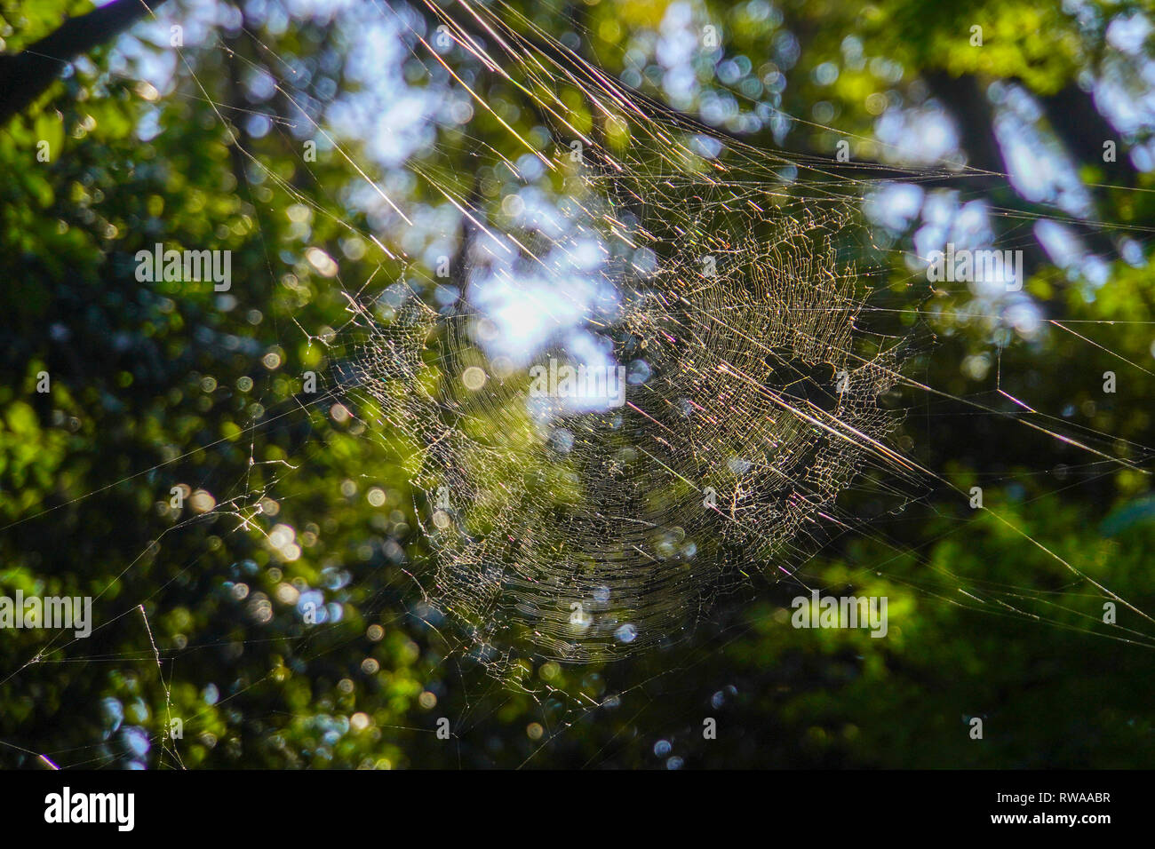 Spider web in the garden hi-res stock photography and images - Alamy