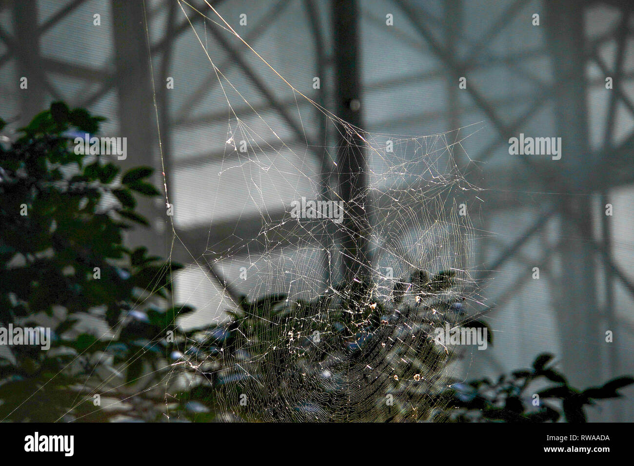 Spider web in the garden hi-res stock photography and images - Alamy