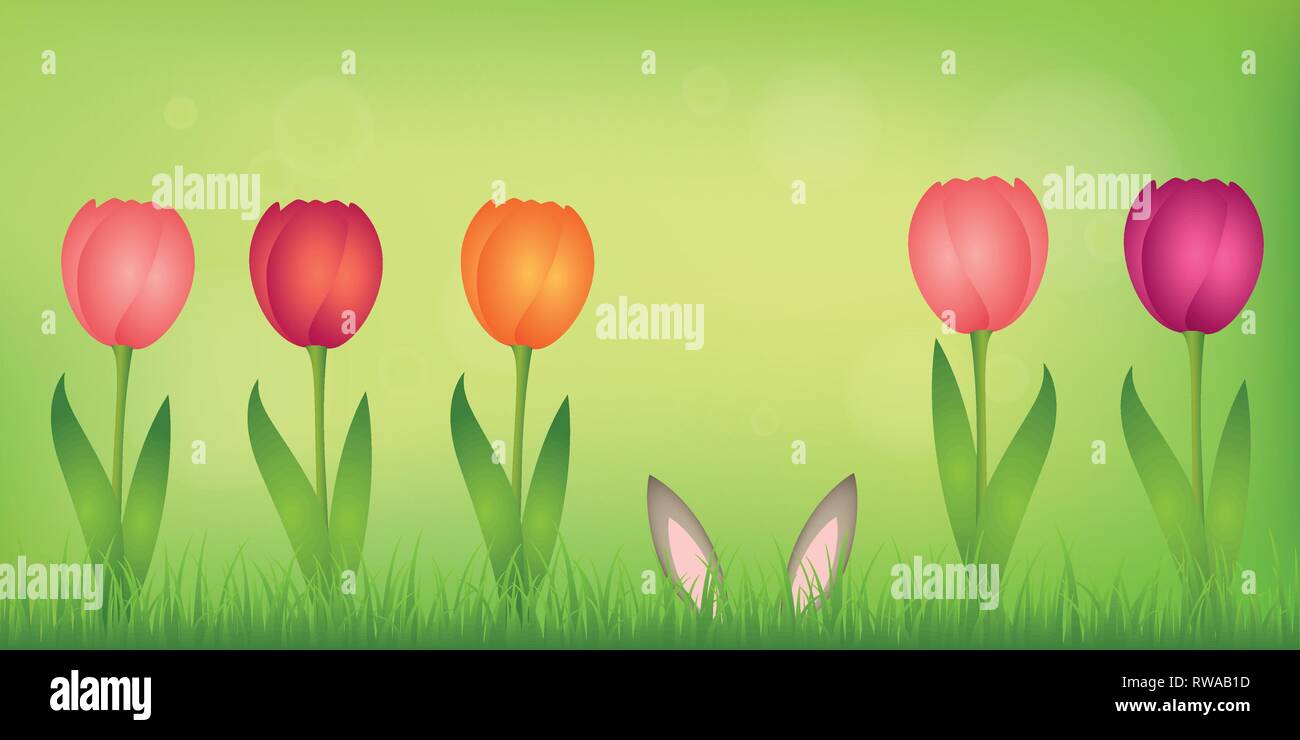 hare ears hide in the lawn between colorful tulips on green spring background vector illustration EPS10 Stock Vector
