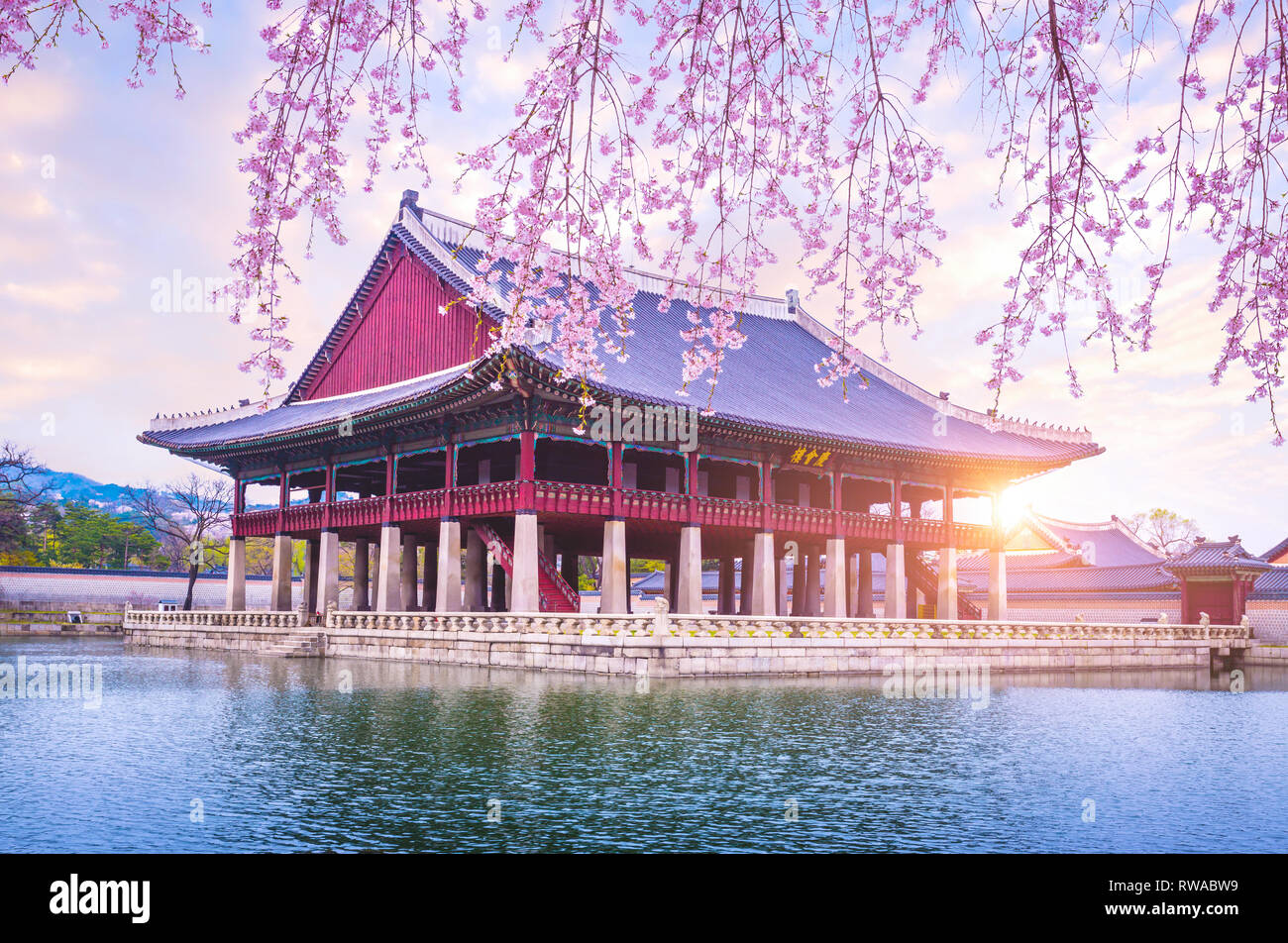 gyeongbokgung-palace-with-cherry-blossom-tree-in-spring-time-in-seoul