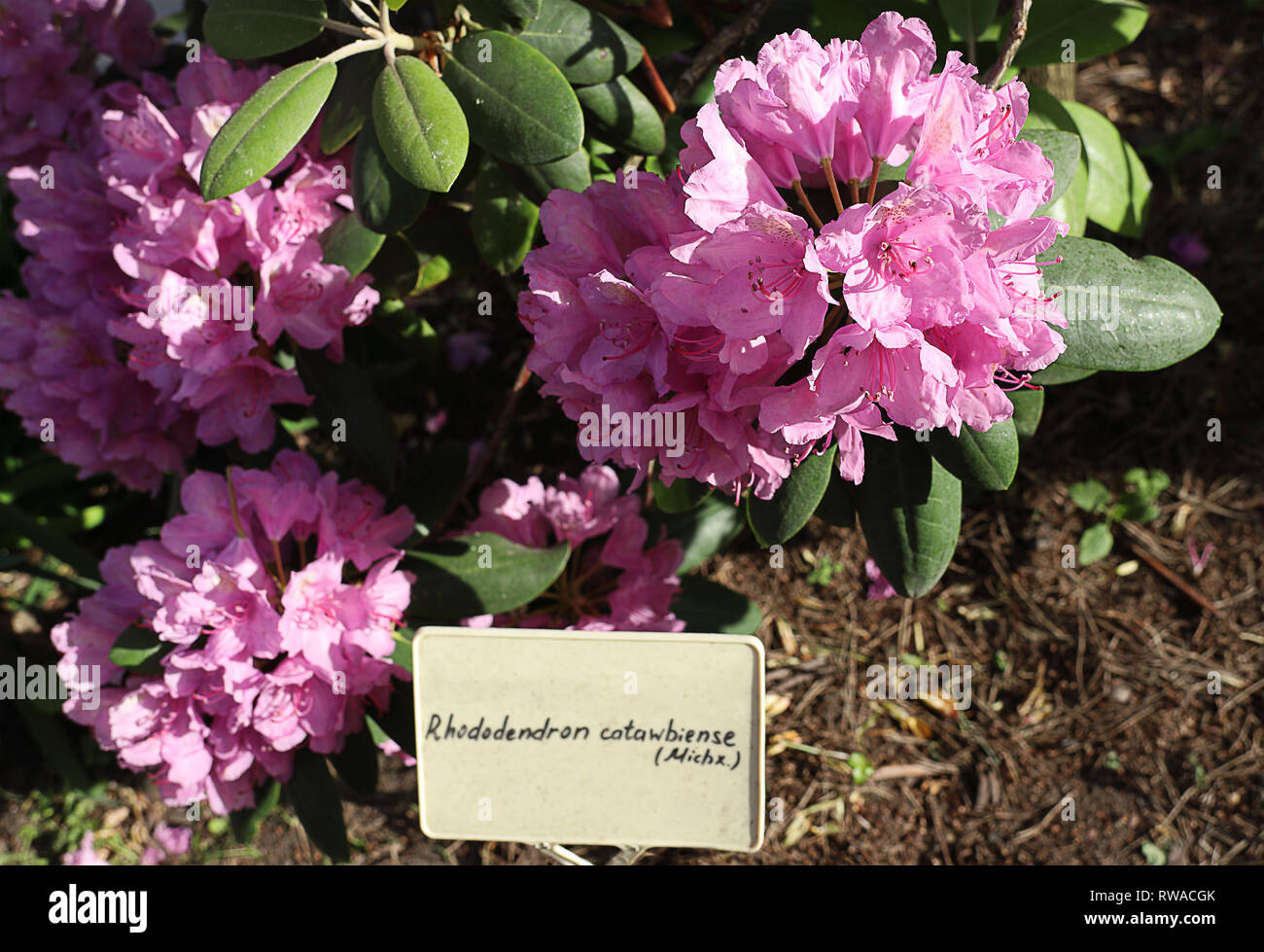 Blooming Beautiful Pink Rhododendron Flowers In The Botanical