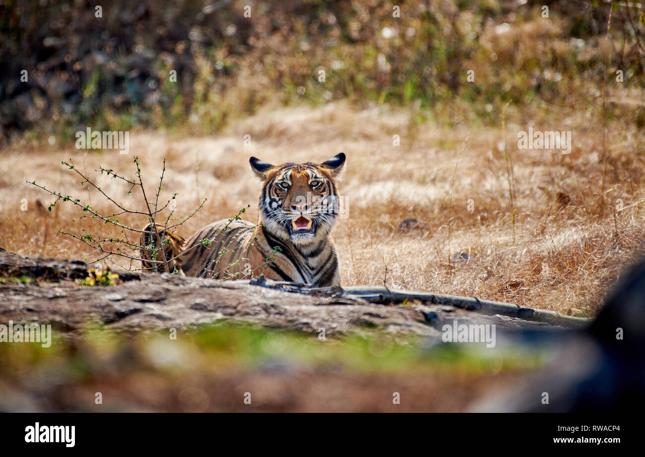 Indian Tiger (Panthera tigris tigris) looking into camera, Bandipur Tiger Reserve, Karnataka, India Stock Photo
